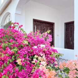 هاستل میراث مسقط